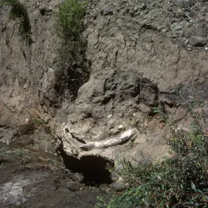 fossil, Mammoth tusk, upstream from Christy ranch, Santa Cruz Island