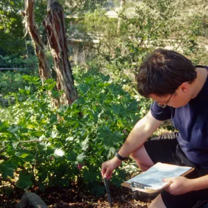 SBBG People: Andrew Wyatt at Work, Lavatera Propagation