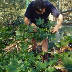 SBBG People: Andrew Wyatt at Work, Lavatera Propagation