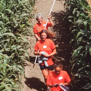 Maize Maze