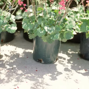 SBBG Heuchera cultivars