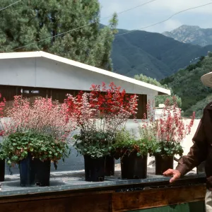 Dara Emery with SBBG Heuchera cultivars