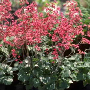 SBBG Heuchera cultivars