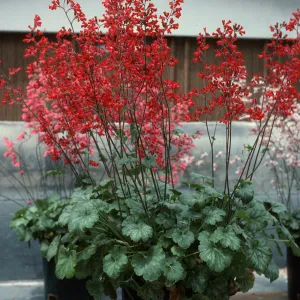 SBBG Heuchera cultivars