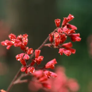 SBBG Heuchera cultivars