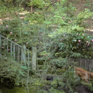 San Francisco Peninsula Trip with Mary Carroll and Lila Burgess