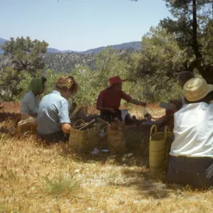 Botanical Foray, Lockwood Valley