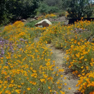 Wildflower Festival 1995, Porter Trail with poppies in bloom