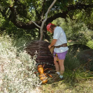 Big Bugs, Honey Bee setup