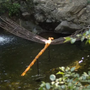 Big Bugs; damselfly in the pool beneath the Mission Dam