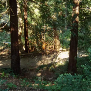 Big Bugs, giant spiderweb in the Redwood Section