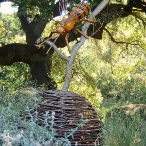 Big Bugs, giant honey bee in the Manzanita Section