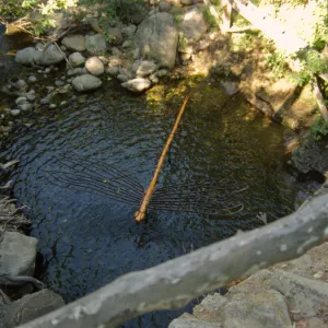Big Bugs, damselfly in the pool beneath the Mission Dam