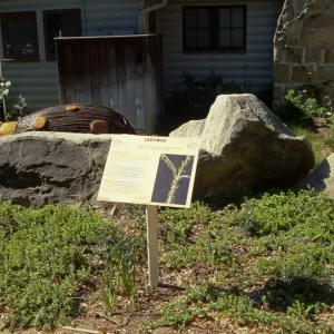 Big Bugs, giant Ladybug and interpretive exhibit in front of the Cottage