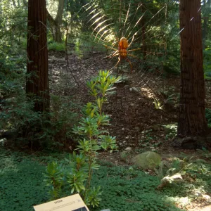 Big Bugs, giant spider in the Redwood Section