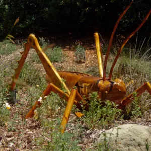 Big Bugs Grasshopper