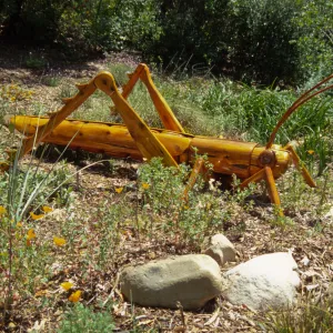 Big Bugs Grasshopper