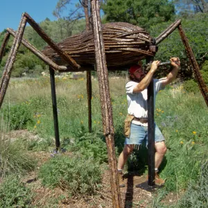 Big Bugs, Ant setup