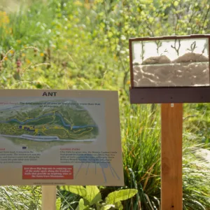 Big Bugs Ant sign