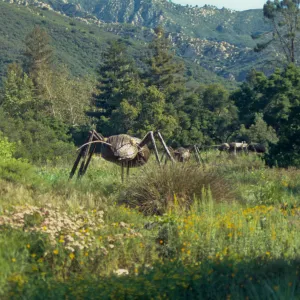 Big Bugs Ant installation