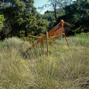 Big Bugs Praying Mantis installation
