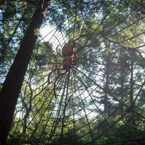 Big Bugs Spider installation
