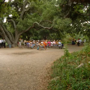 Music Academy of the West Concert, under the Meadow Oaks (Coastal Live Oak)