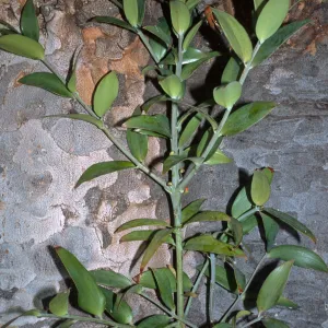 Agathis robusta, Huntington Gardens
