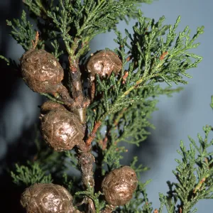 Cupressus abramsiana