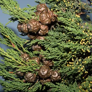 Cupressus guadalupensis var. forbesii