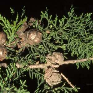 Cupressus macrocarpa