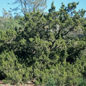 Juniperus californica