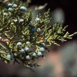 Juniperus occidentalis