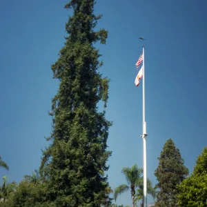 Trees of Santa Barbara 2005
