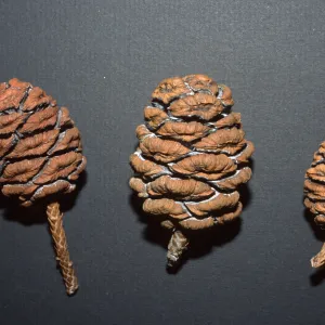 Sequoiadendron giganteum