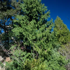 Thuja plicata