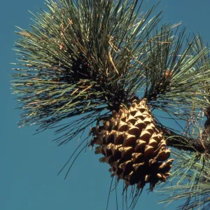 Pinus coulteri