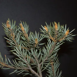 Pinus monophylla