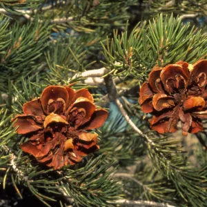 Pinus monophylla