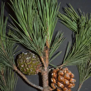 Pinus pinea