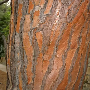 Pinus pinea