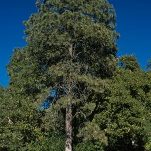 Pinus ponderosa