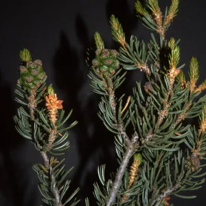 Pinus quadrifolia