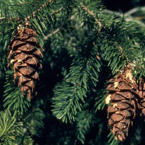 Pseudotsuga menziesii