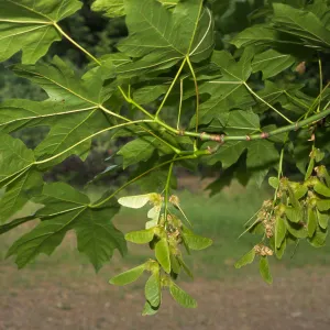 Acer macrophyllum