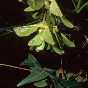 Acer macrophyllum