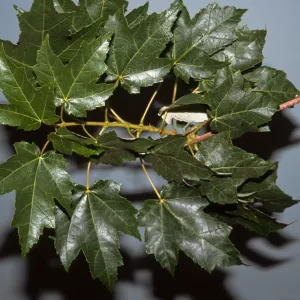 Acer rubrum