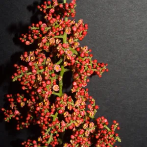 Rhodosphaera rhodanthema