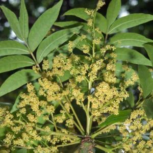 Schinus terebinthifolius