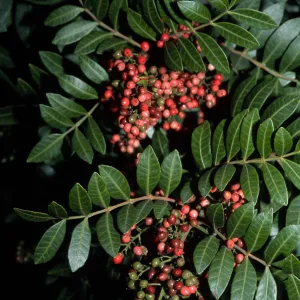 Schinus terebinthifolius